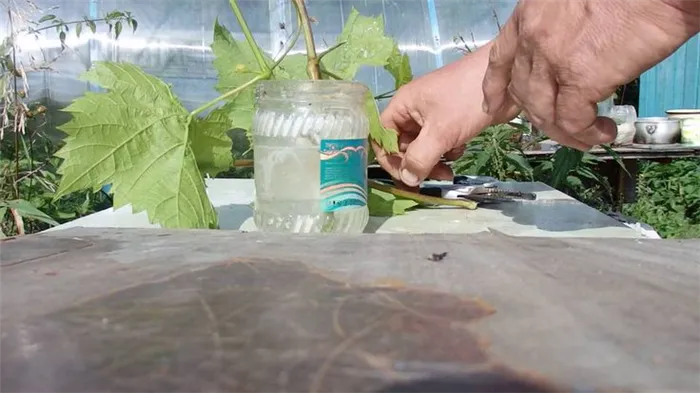 Инструкция по подвешиванию зеленых черенков на лозах на винограде летом