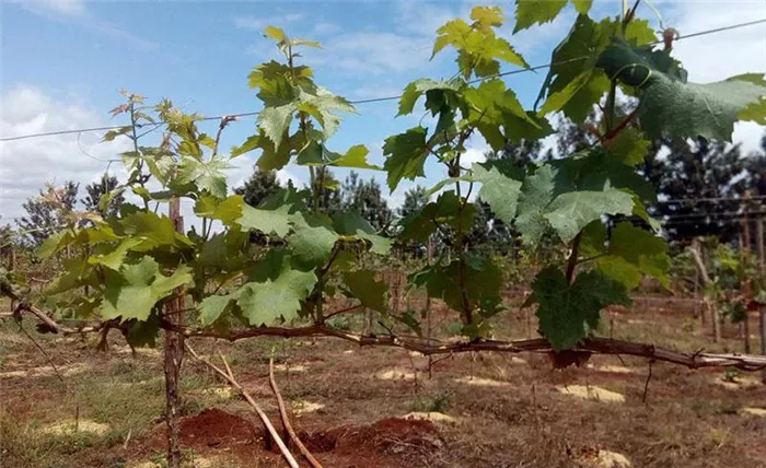 Выращивание виноградной лозы
