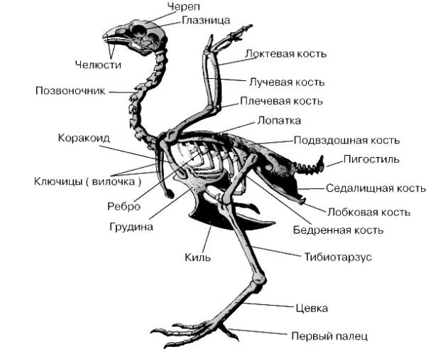 Строение скелета курицы
