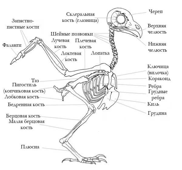 Структура скелета