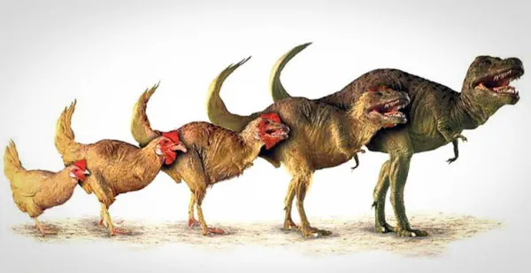 Эволюция от динозавров до цыплят