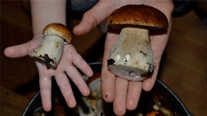 горные грибы