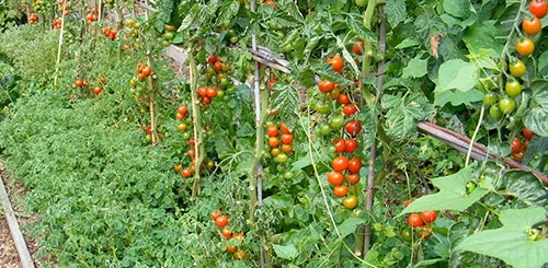 Что посадить на одной клумбе с помидорами