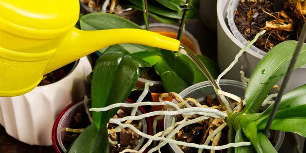Существует несколько способов полива орхидеи.