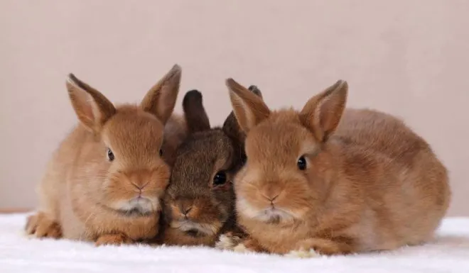 Маленькие декоративные кролики