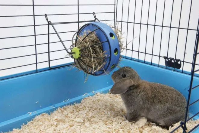 Кролики сидят в клетках и едят сено