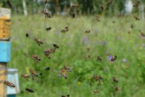 Медоносные пчелы за работой