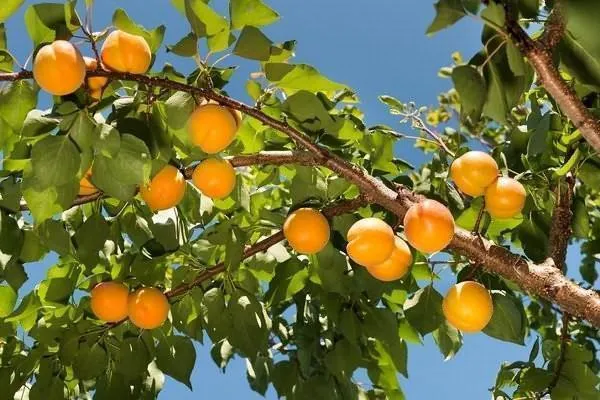 Выращивание абрикоса в Московской области