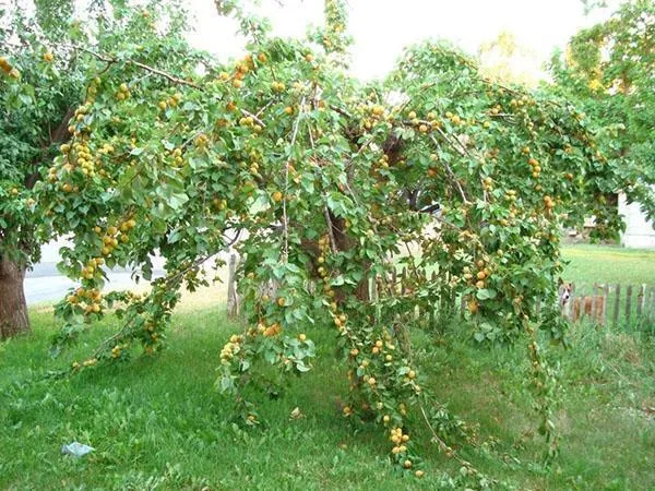 Рекомендуемые сорта абрикоса для Московской области