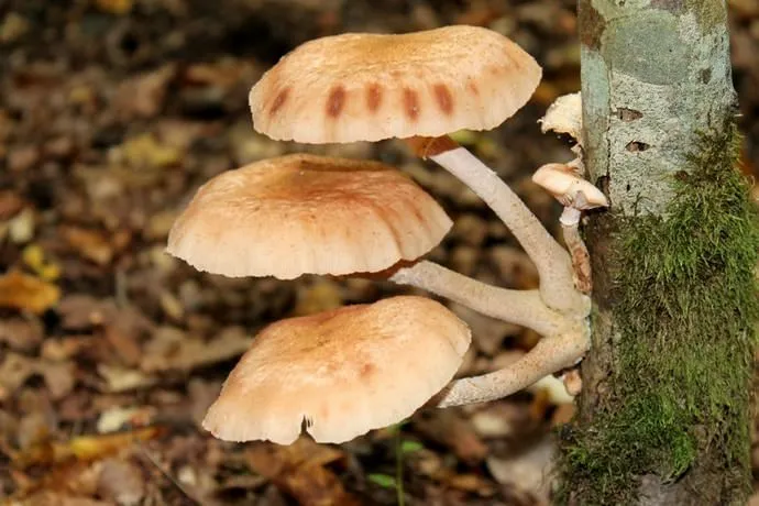 Инвазия от паразитических грибов в основном поражает старые стволы деревьев