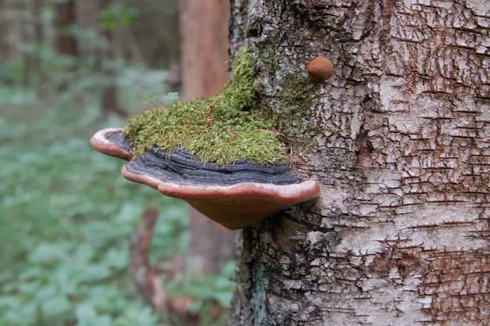 Дерево питает паразитический гриб в течение длительного времени, после чего он погибает.
