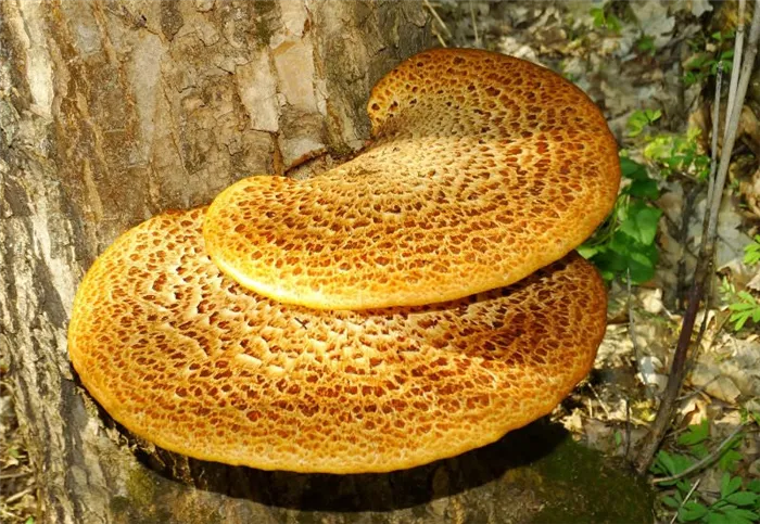 Виды грибов грецкого ореха: описание и функции