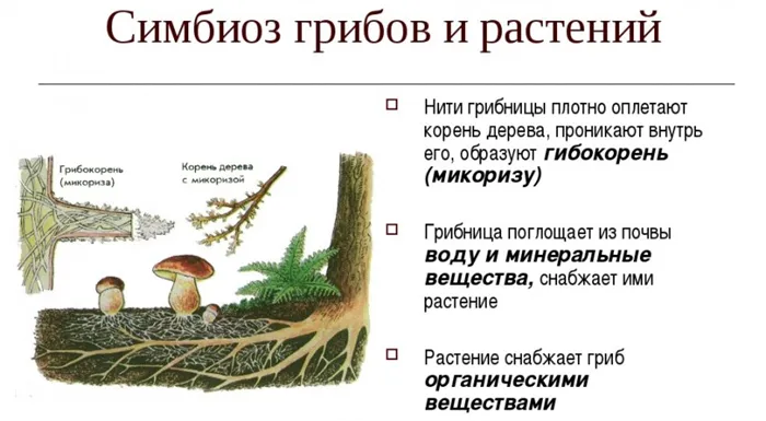 Сосуществование грибов и растений