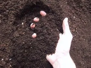 Почва для огурцов