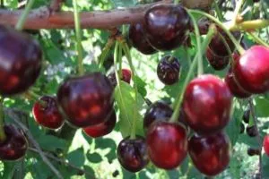 Описание сортов и характеристик плодоношения гирляндной вишни, посадка и уход.