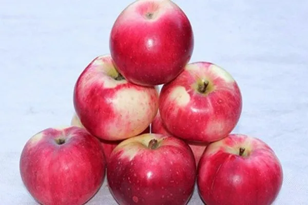 Таблица сортов яблок
