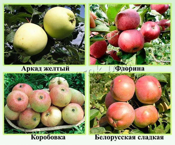 Самые сладкие сорта яблок для Урала