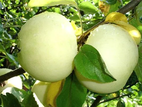Белое яблоко
