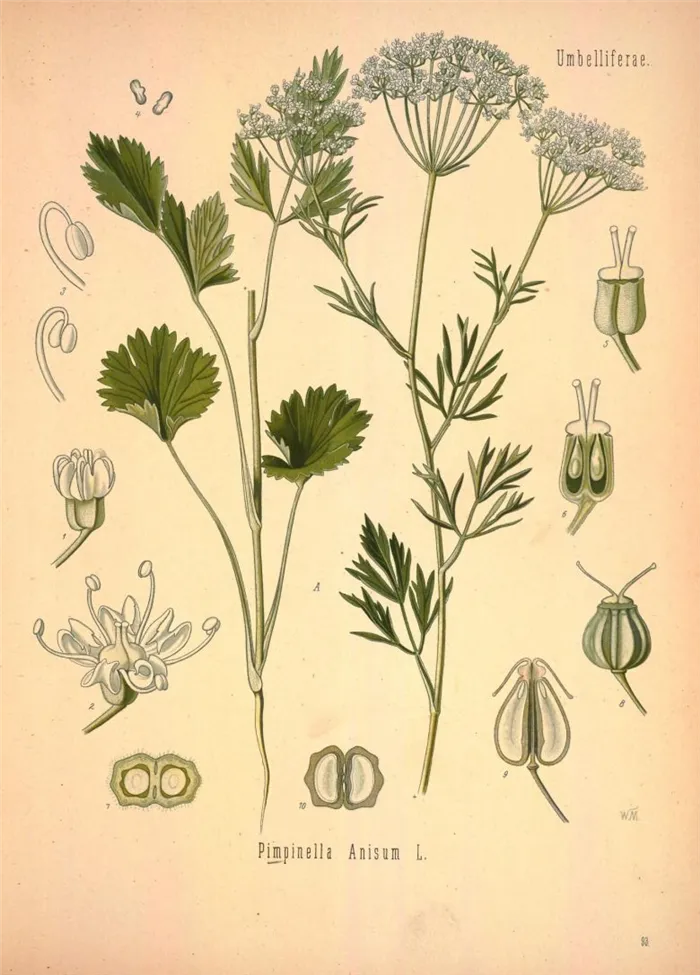 Ботаническая визуализация по изданию Köhler's Medizinal-Pflanzen, 1887.