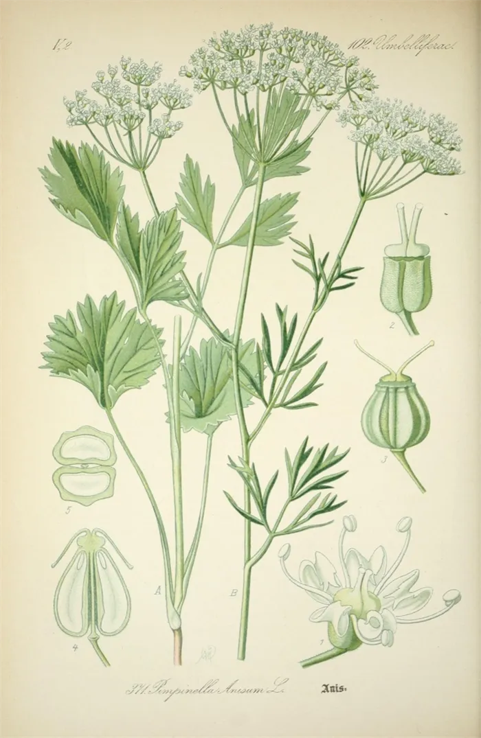 Pimpinella anisum. Flora von Deutschland, Osterreich und der Schweiz, 1885.