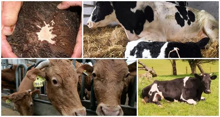 Факторы развития ацидоза у крупного рогатого скота.