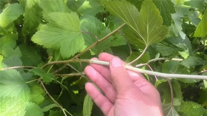 Пошаговое руководство по размножению черенков черной смородины летом