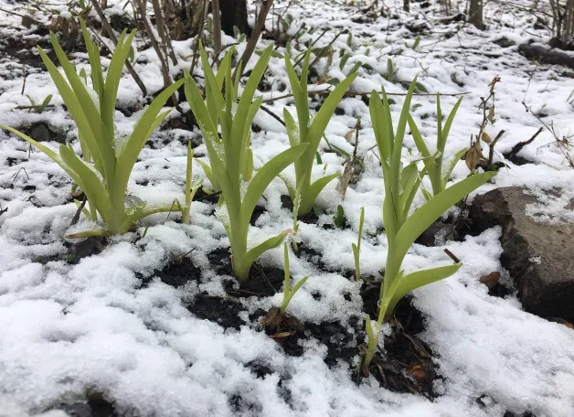Влияние прекращения снегопада на озимую пшеницу
