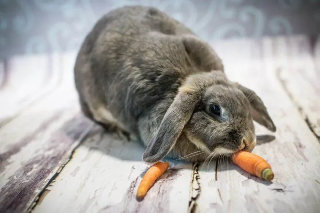 Морковь для кроликов.