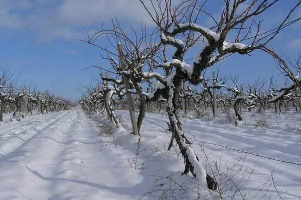 Причины заморозков на виноградниках