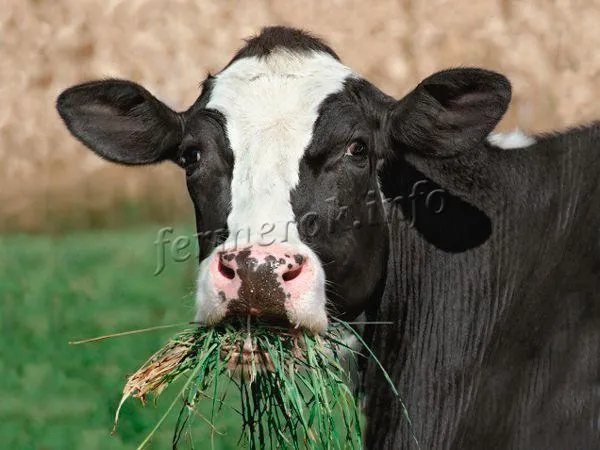 Обеспечьте коров хорошим питанием и качественным кормом.