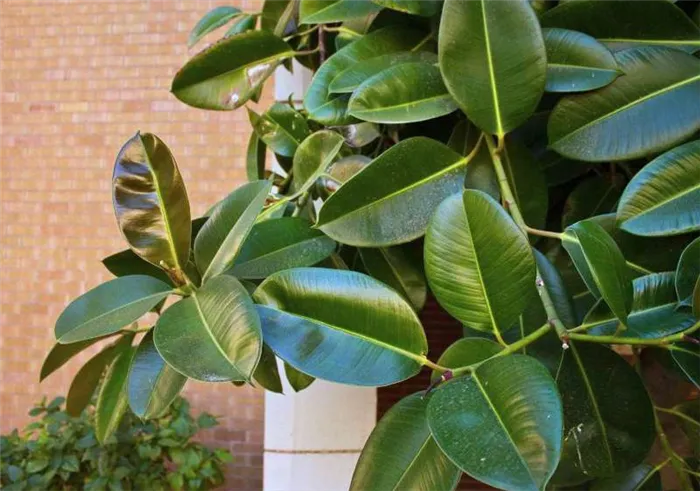 Ficus lobusta indica. Уход за растениями и особенности размножения.
