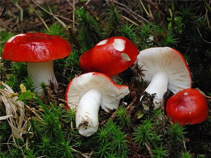 Тусклые красные белые грибы