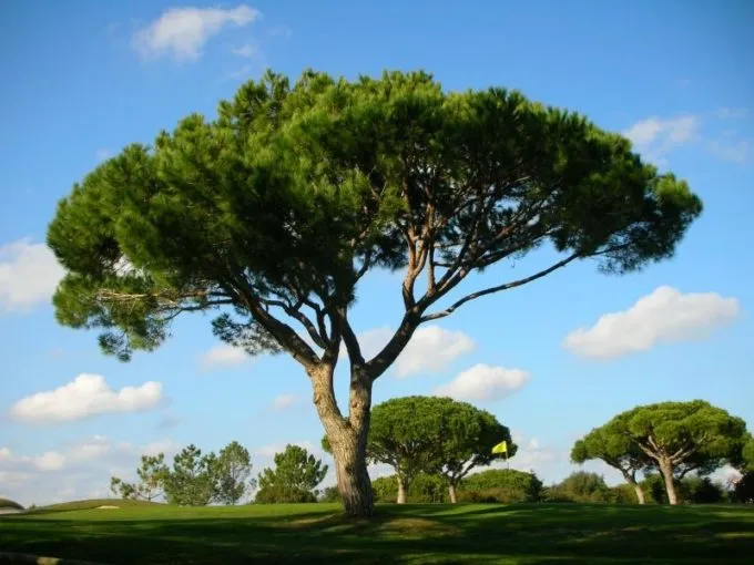 Сосна итальянская (Pinus italiana).