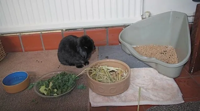 Приучение кроликов к туалету
