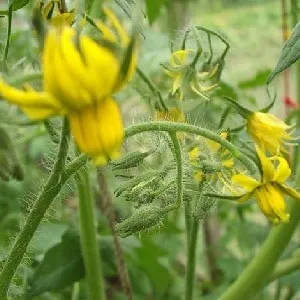 Как подкармливать томаты в теплице: какие удобрения и когда использовать для богатого урожая