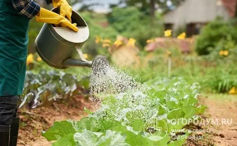 Эффективность и вкус овощей зависят от освещенности и влажности, плодородия почвы и соответствующих методов выращивания.