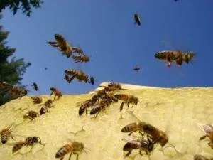 Что делать при нападении пчел на ульи, как бороться с воровством и профилактика