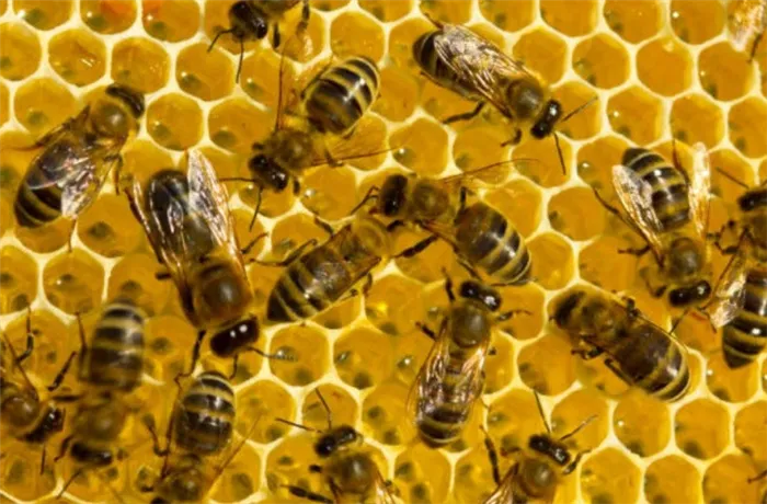 Медоносные пчелы в улье