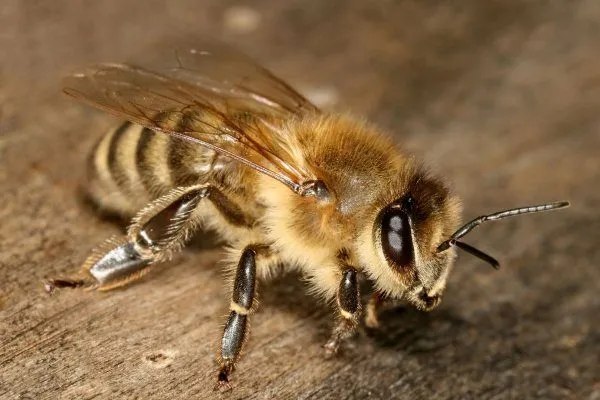 Пчелиные работники