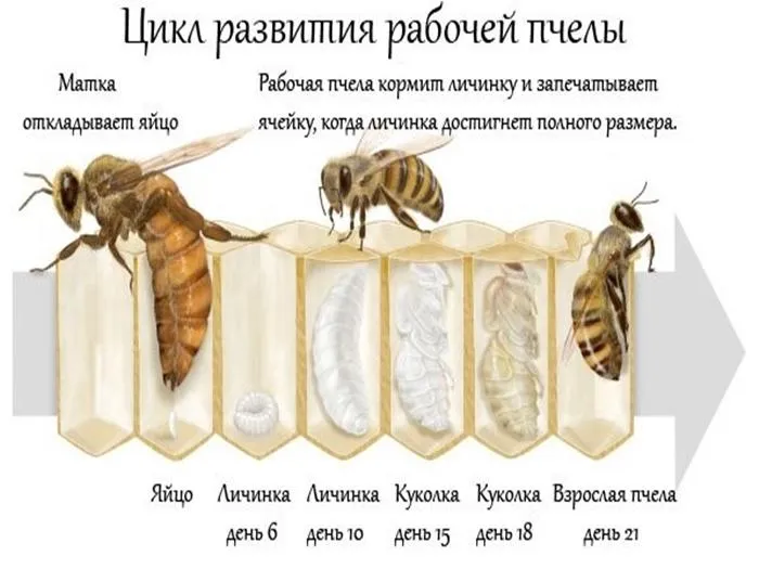 Развитие пчел от яйца до пчелы