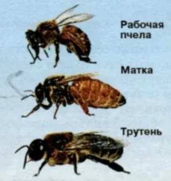 Виды пчел