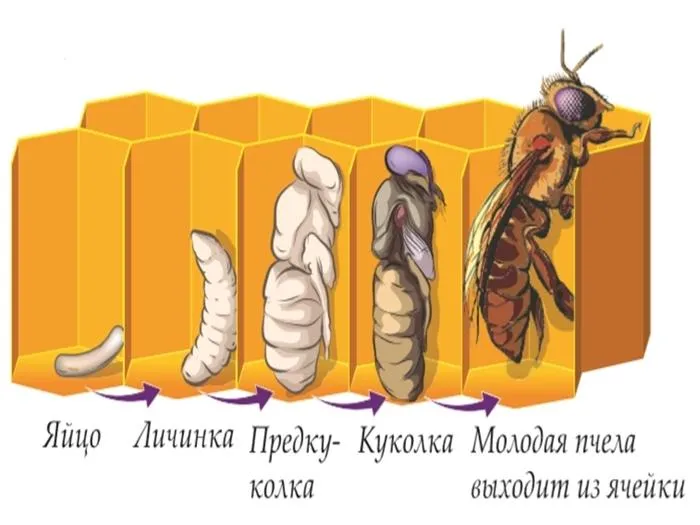 Развитие пчел от яйца до пчелы