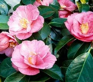 Camellia Japonica цветет в изобилии