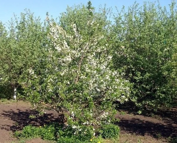 Низкорослые сорта цветущих яблонь