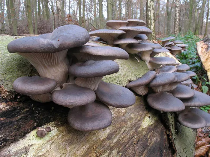 Общие грибы