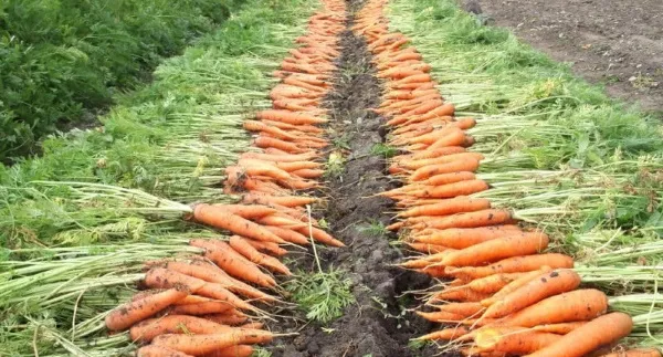 Производительность моркови с гектара в открытом грунте в России по регионам
