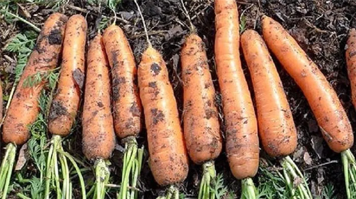 Как зависит урожайность моркови с гектара, от чего она зависит и как ее можно повысить?