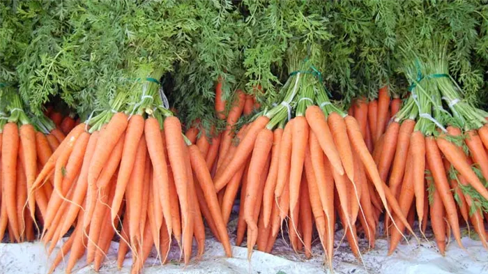 Как зависит урожайность моркови с гектара, от чего она зависит и как ее можно повысить?