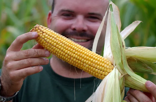 Проверьте зрелость кукурузных труб.