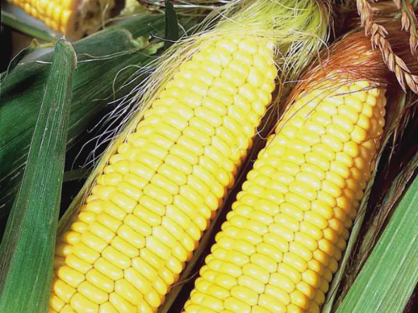Две степени зрелости кукурузы